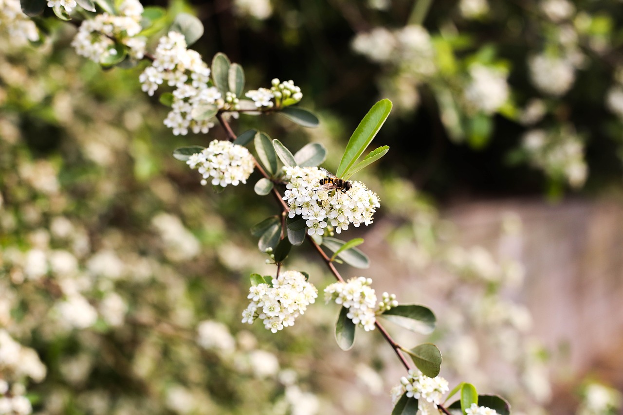 Image - nature flower outdoors tree plant
