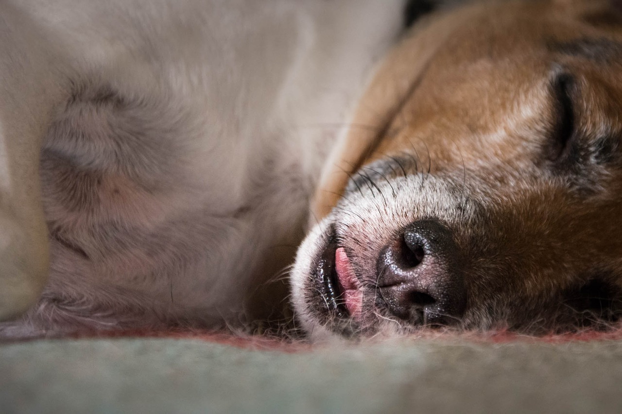 Image - dog sleep language dog muzzle