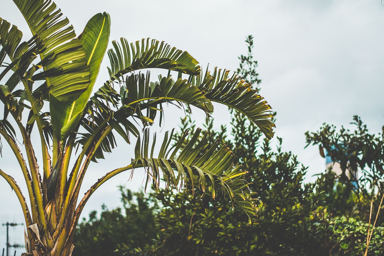 Image - banana cloudy skies green nature