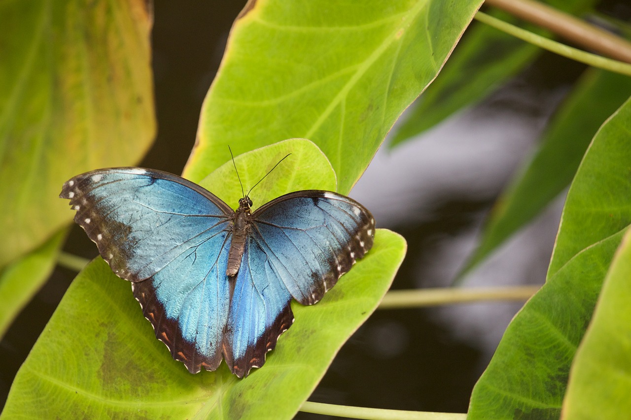 Image - butterfly insect leaves plant