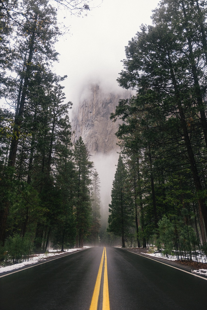 Image - cold foggy forest nature road