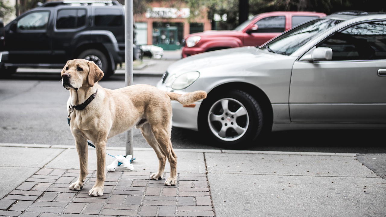 Image - animal canine cars dog footpath