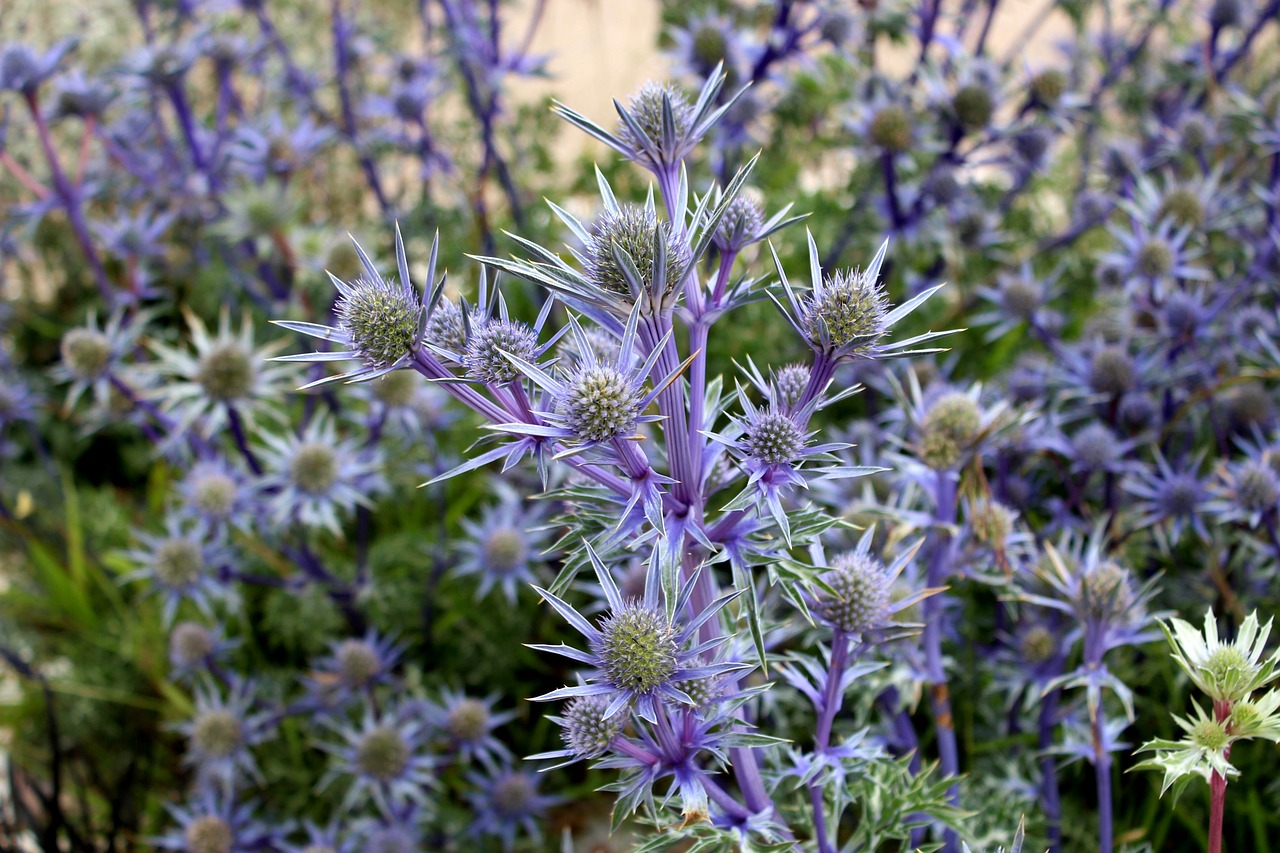 Image - flower nature scotland natural