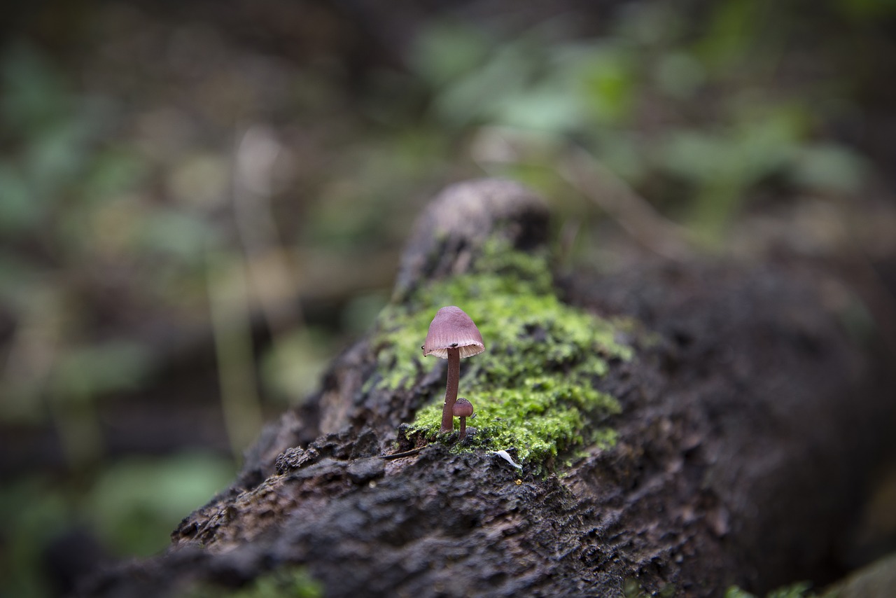 Image - mushroom nature wood brown natural