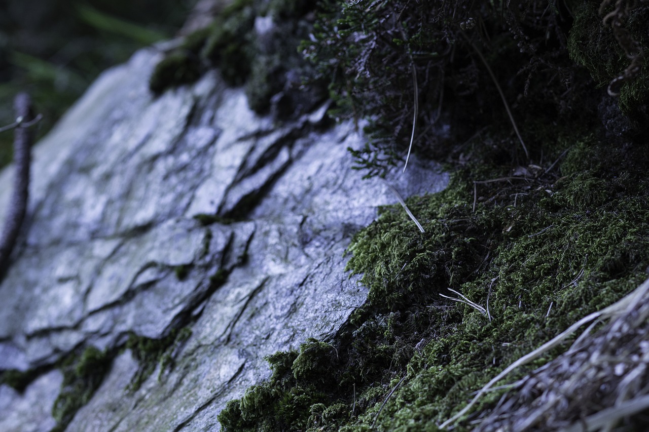 Image - detail forest green rock woods