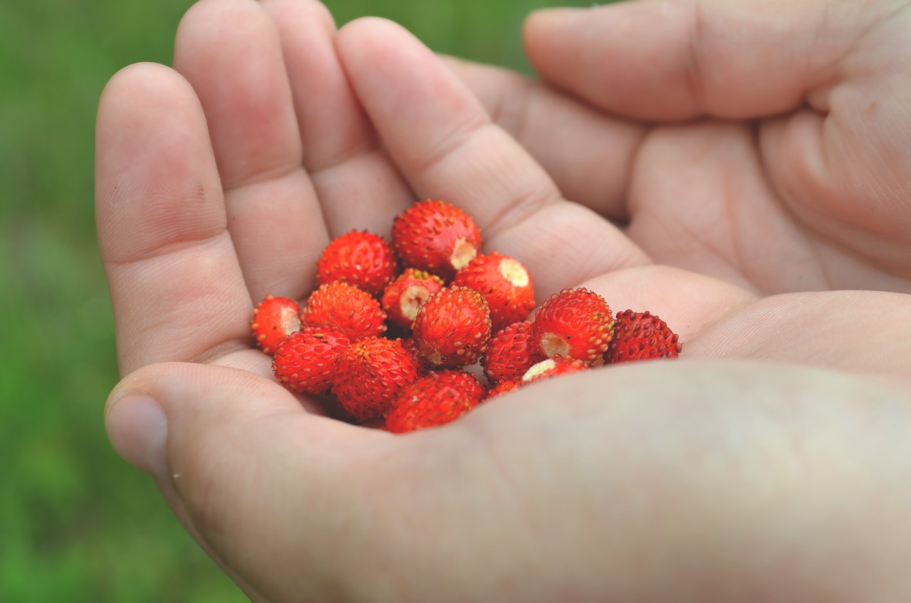 Image - berry food fruits hands