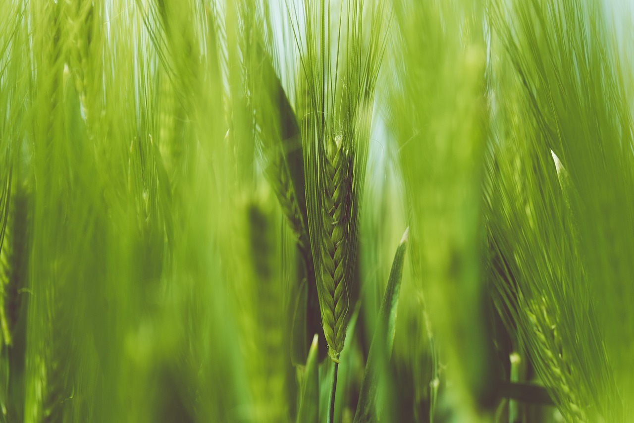 Image - close up grain grass green macro