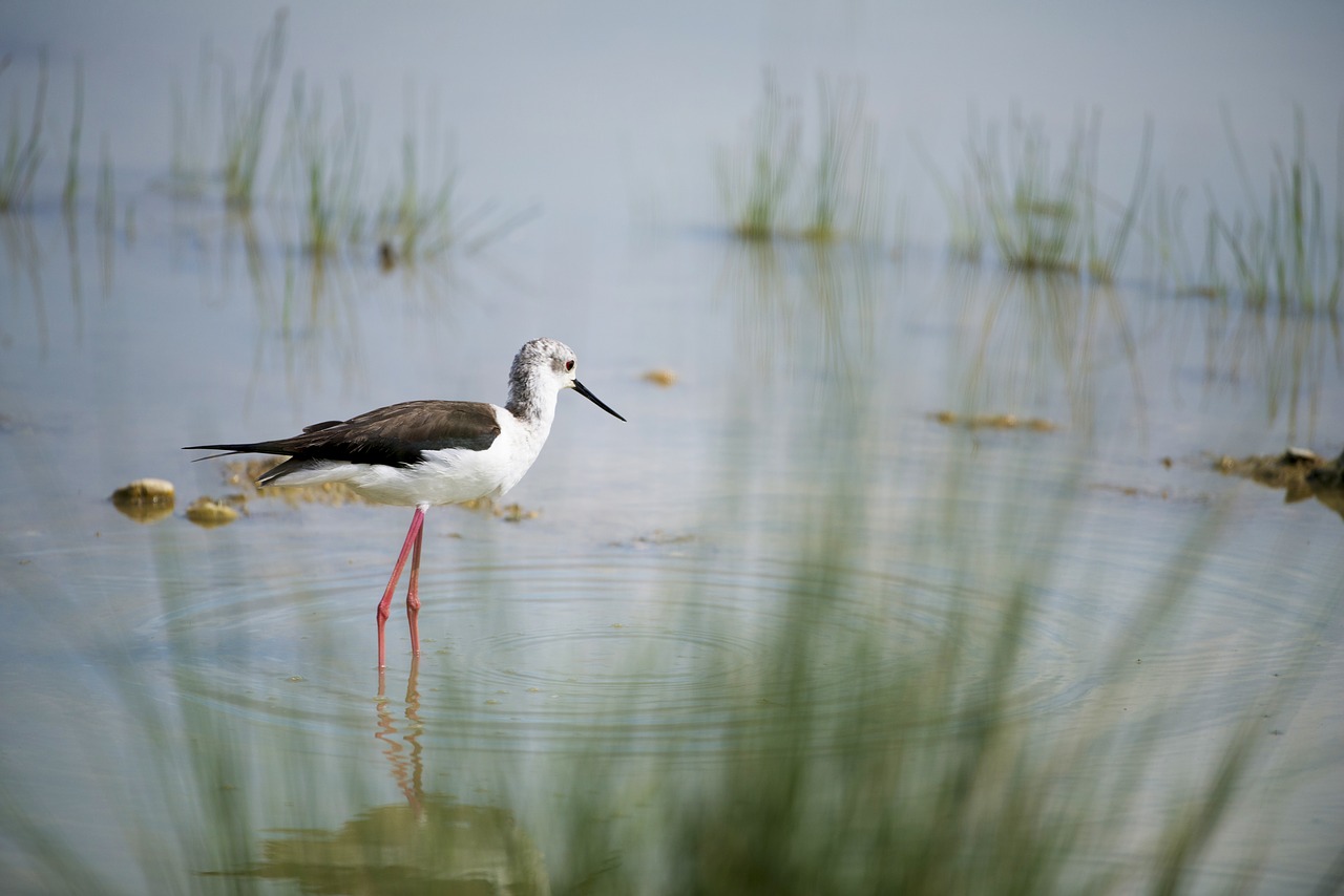 Image - stilt bird field birds mazères