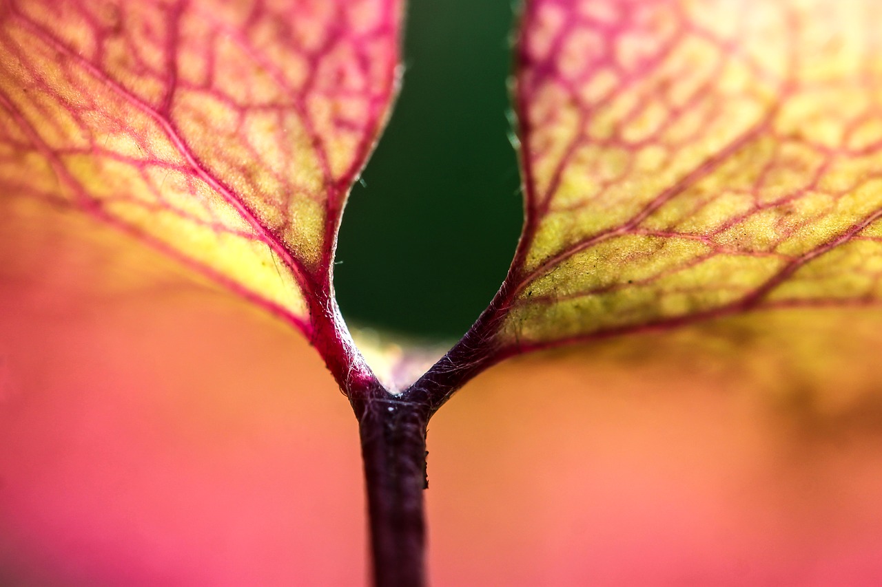 Image - foliage macro colorful leaf