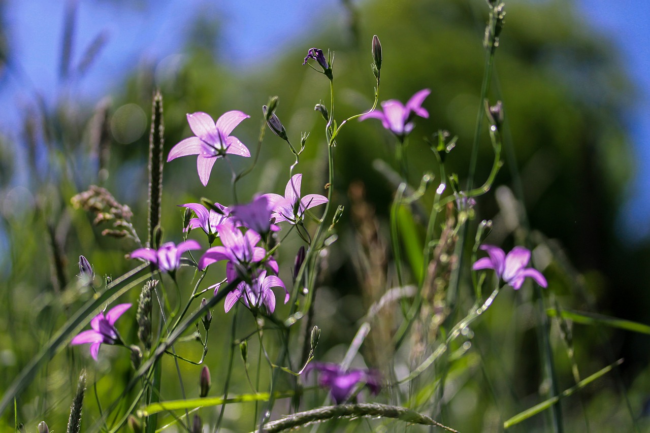 Image - bellflower meadow nature