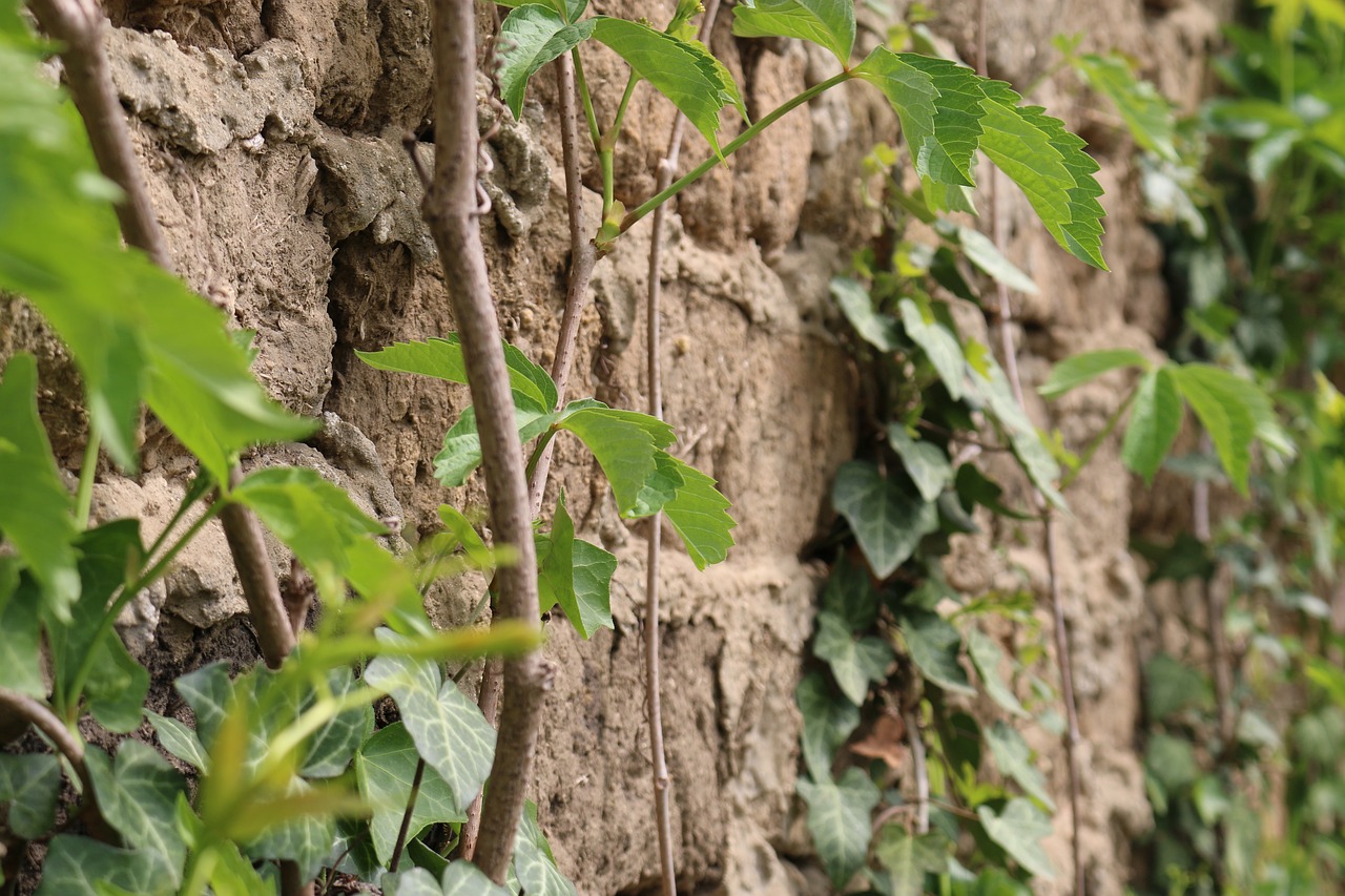 Image - brick green leaf old plants
