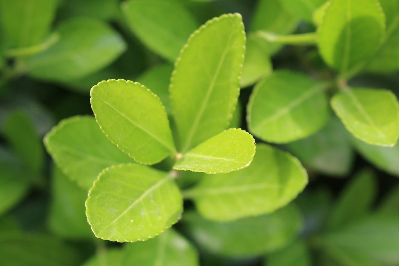 Image - green leaf leafs level nature