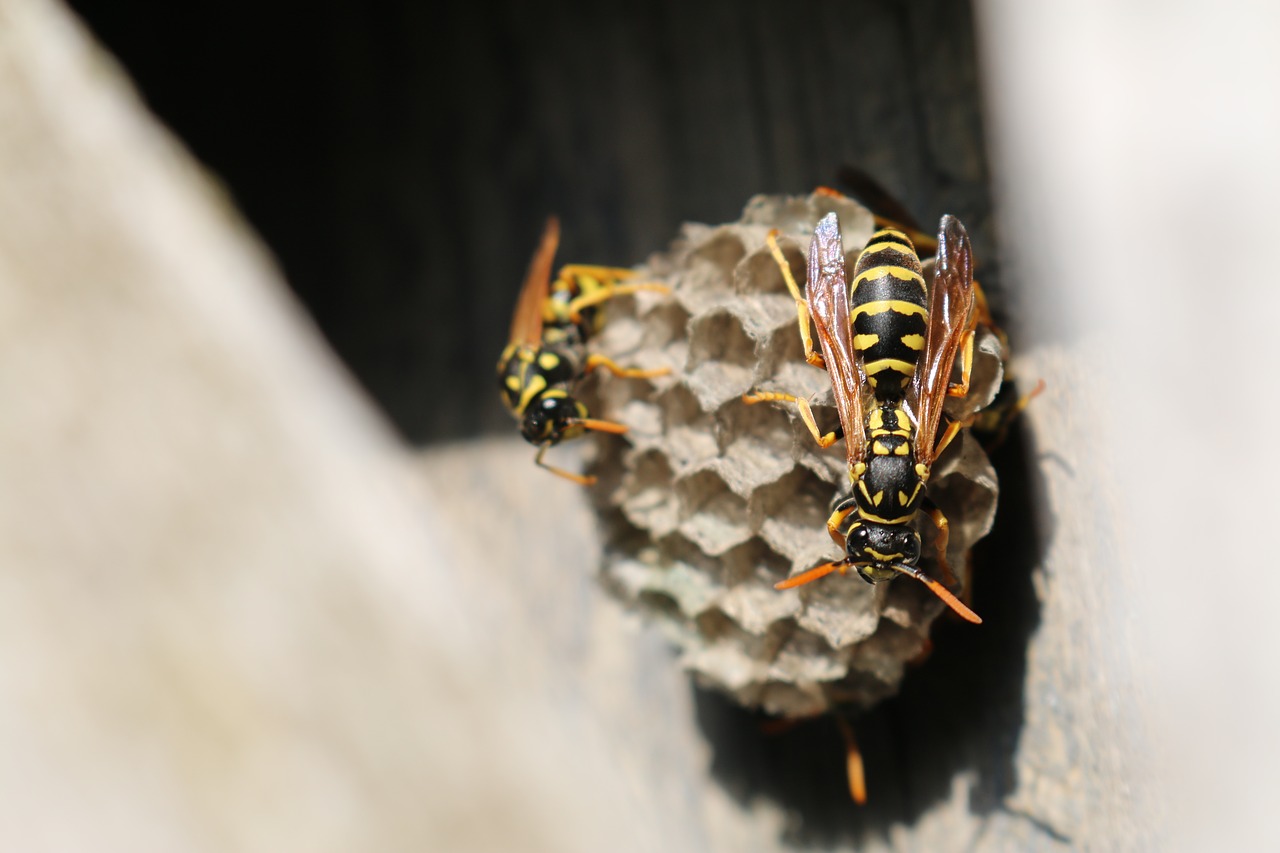 Image - animal bee beehive black insect