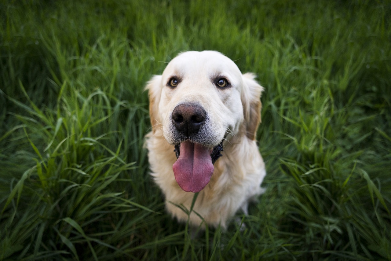 Image - animal cute dog golden retriever