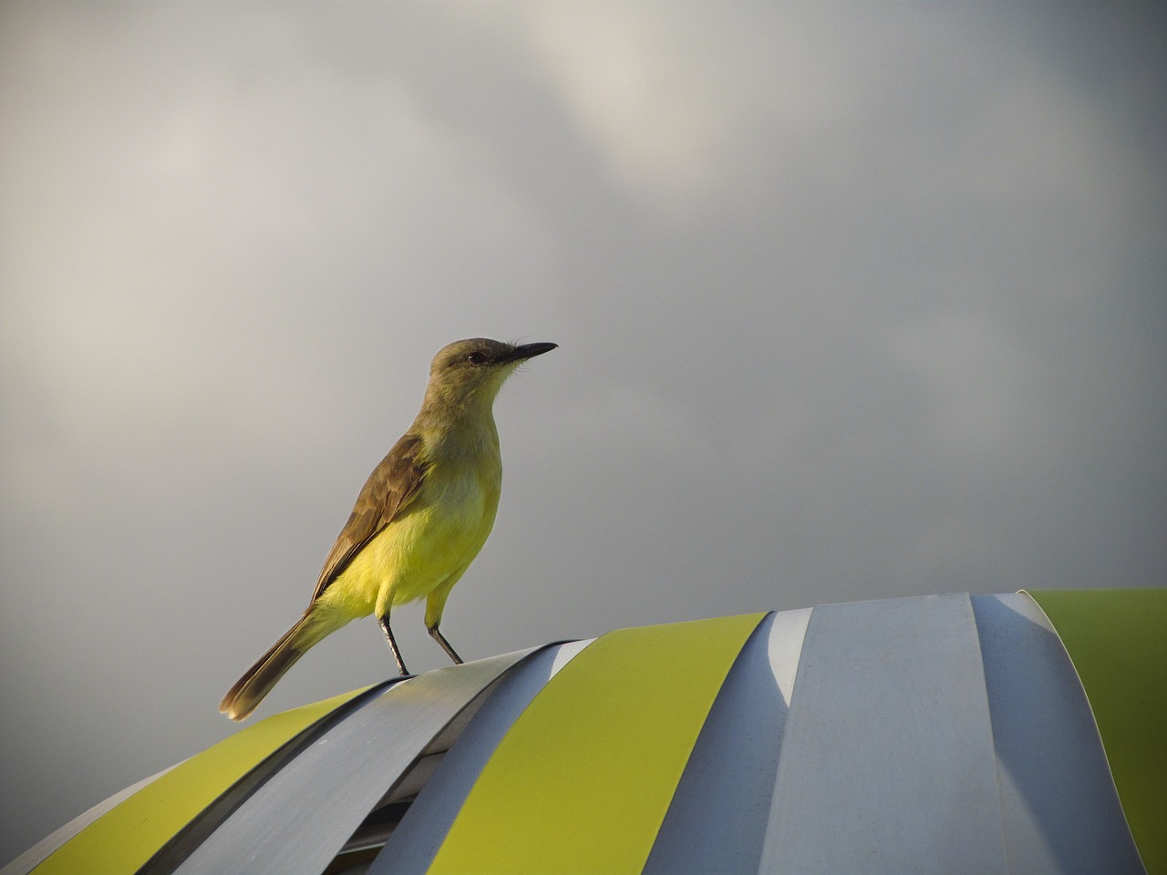 Image - animal bird cloudy perched stripes