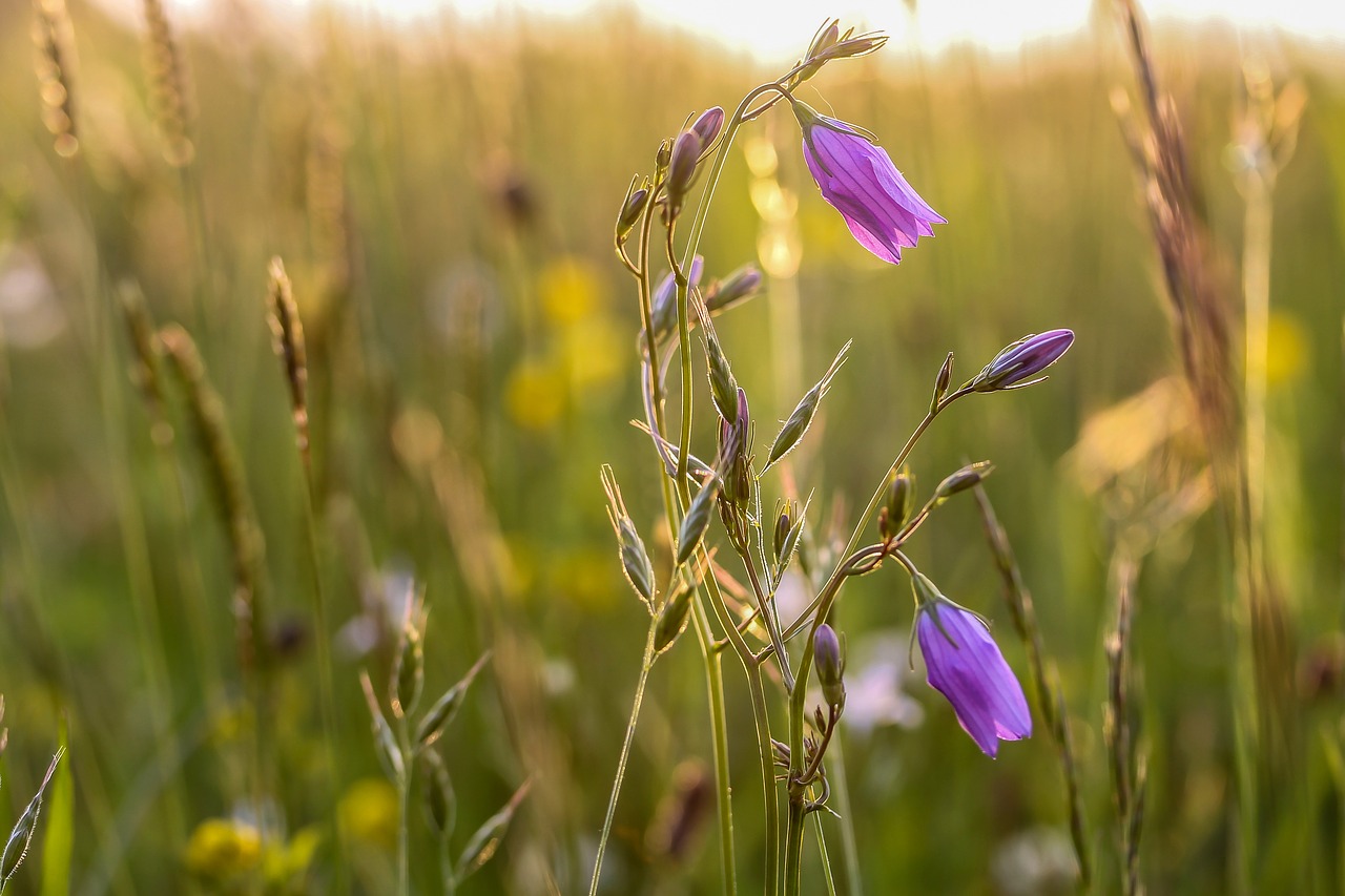 Image - bellflower meadow plant nature