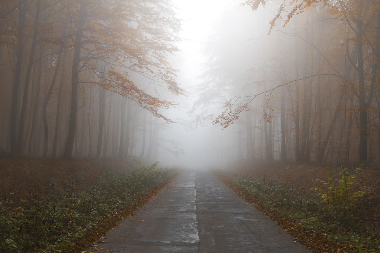 Image - autumn forest mist path trees