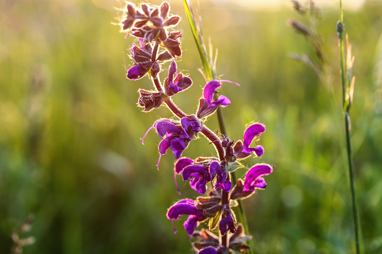 Image - salvia purple flower meadow field