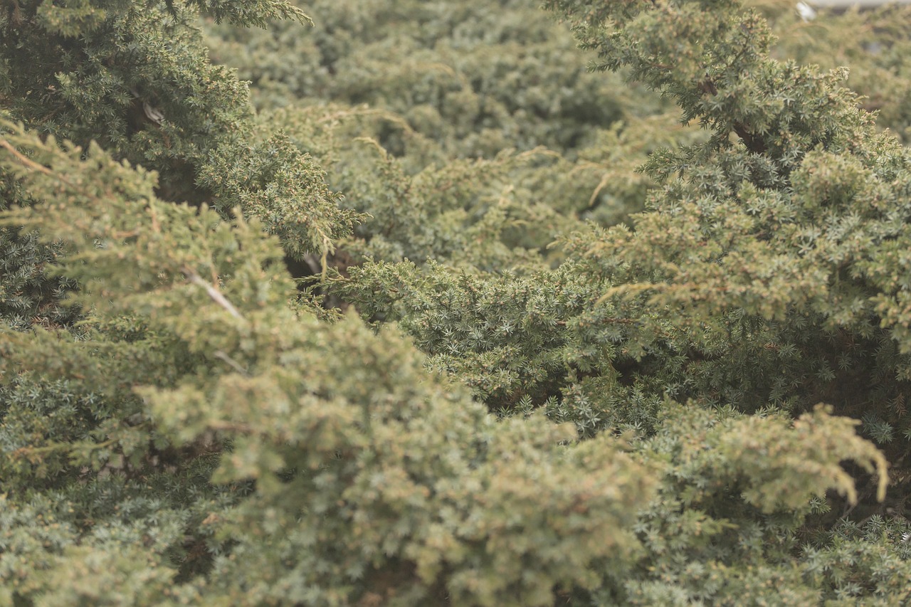 Image - ambient green juniper vegetation