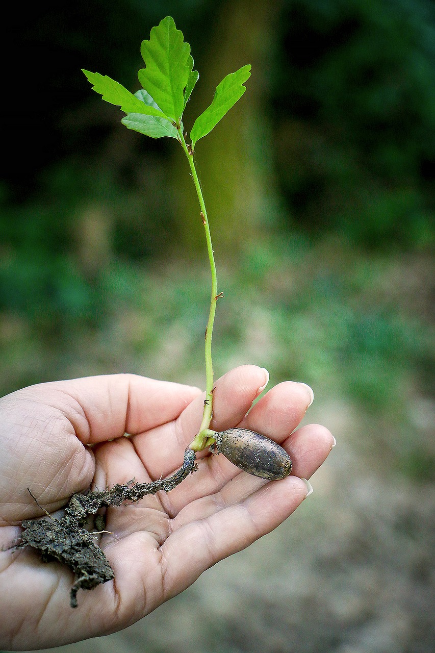 Image - hand macro plant sapling