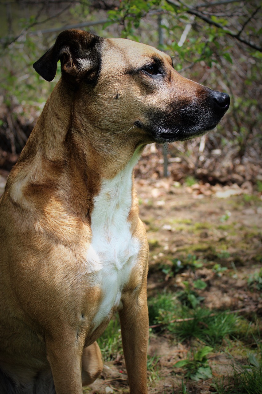 Image - deep thought outside rescue dog