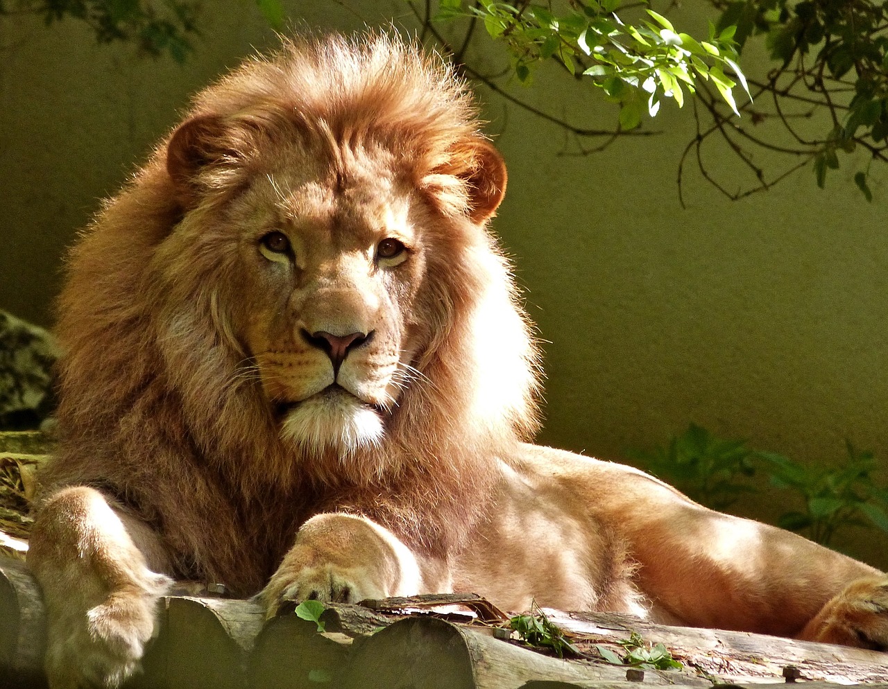 Image - lion feline big cat