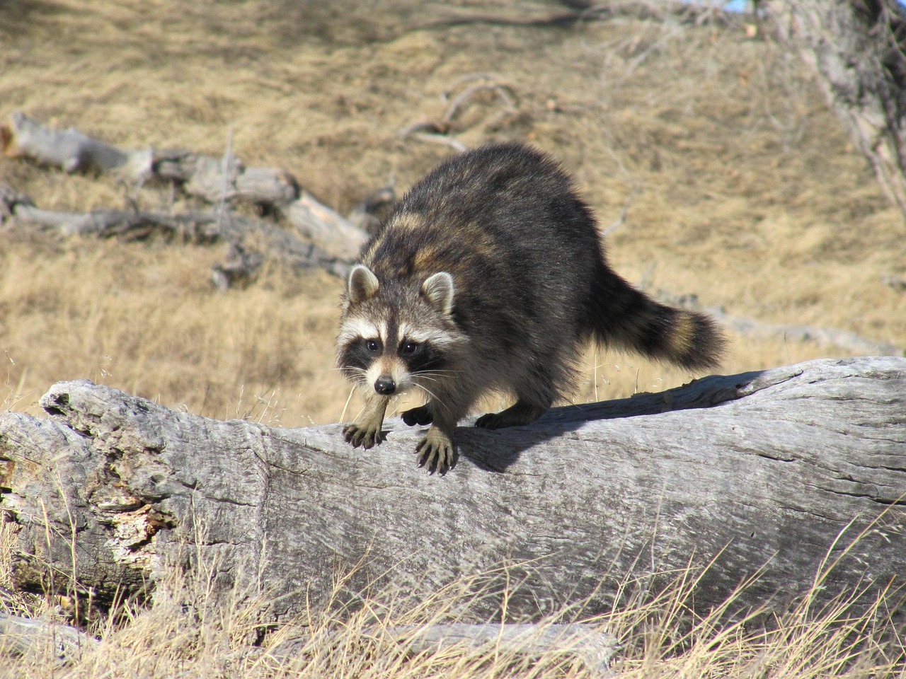 Image - raccoon portrait cute wildlife