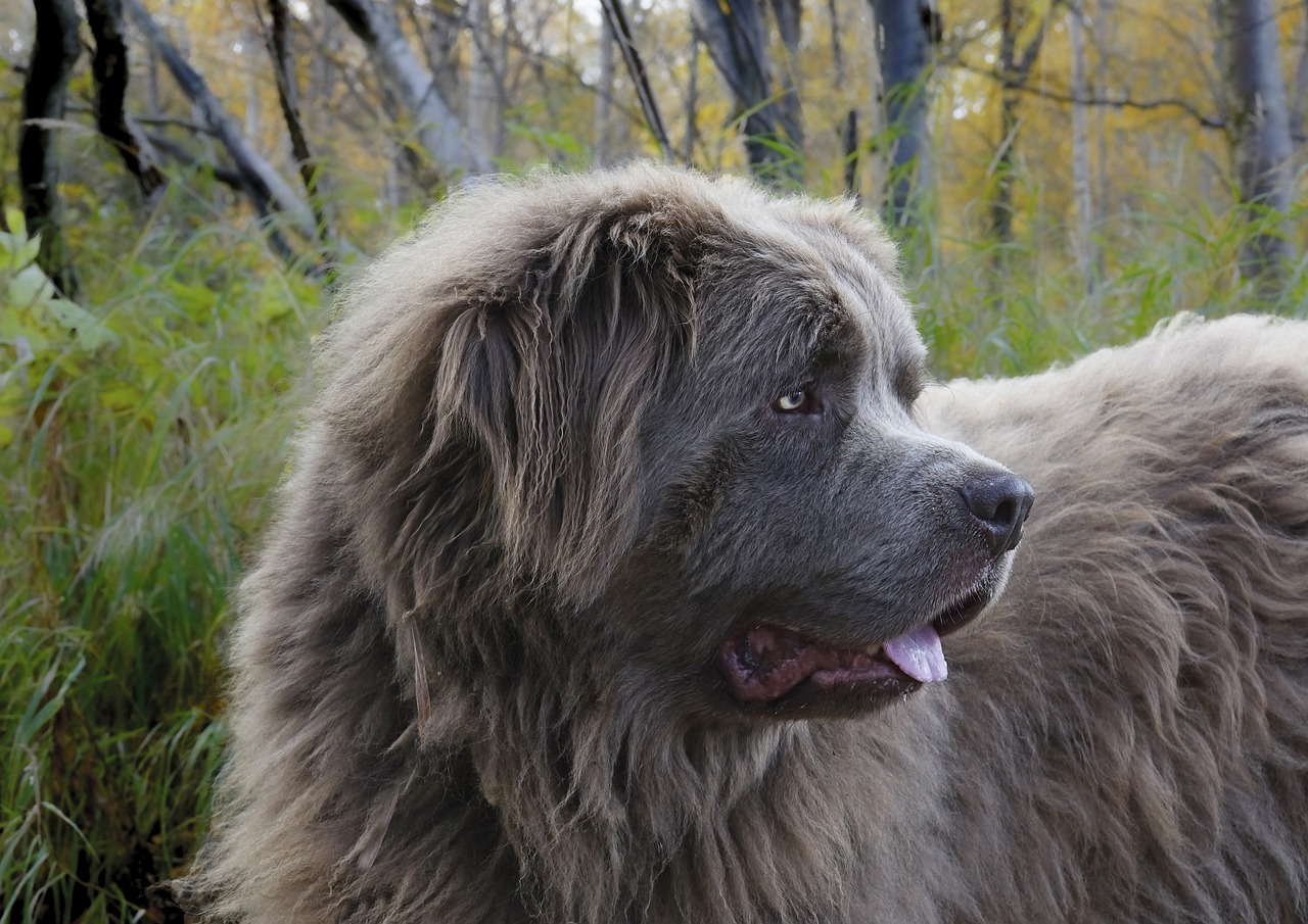 Image - dog canine newfoundland gray