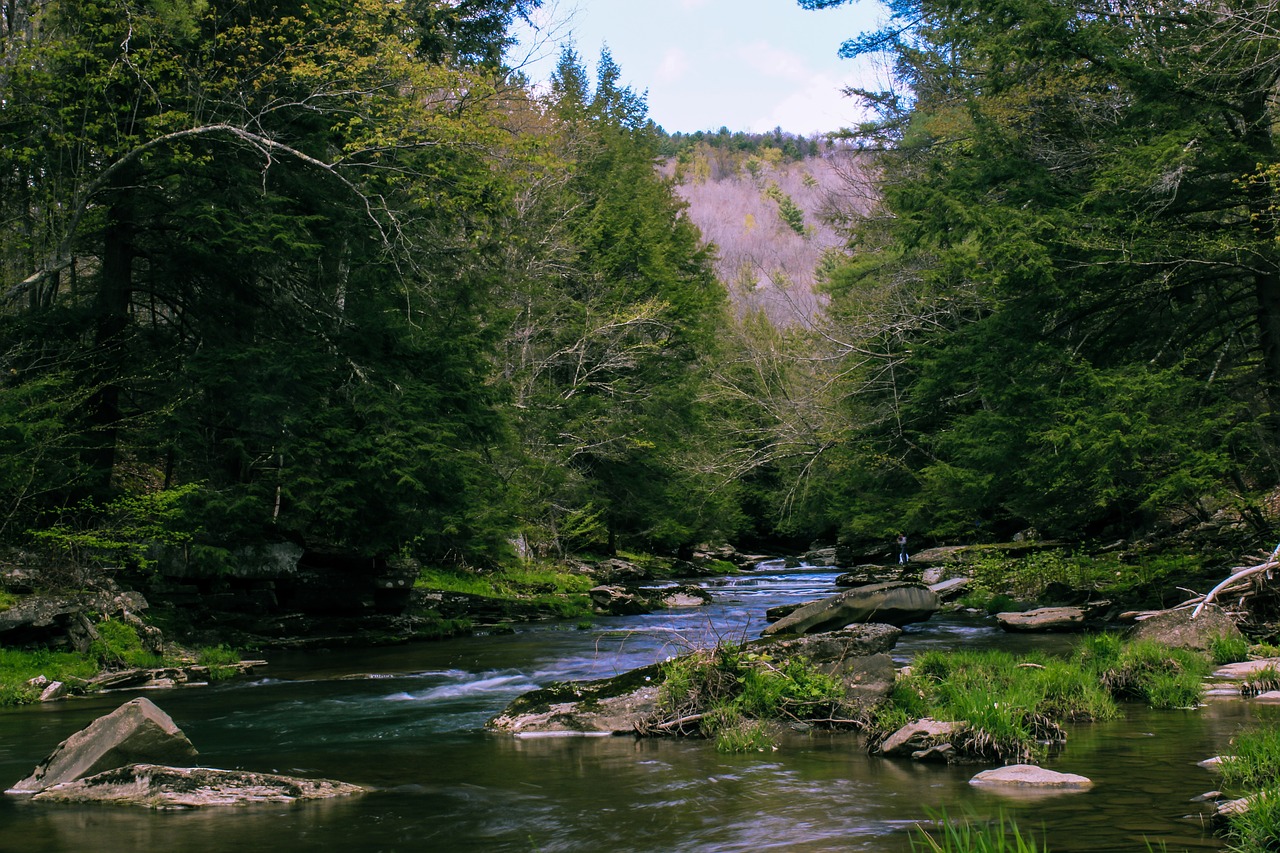 Image - creek forest mountain nature river