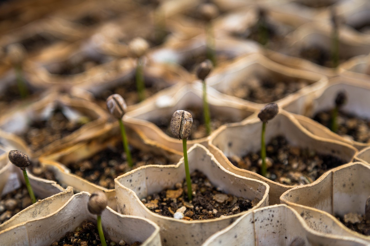 Image - macro nursery plants seedlings