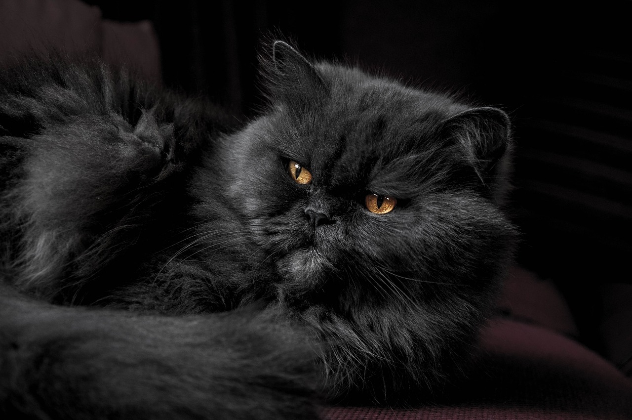 Image - animal cat cute feline furry pet