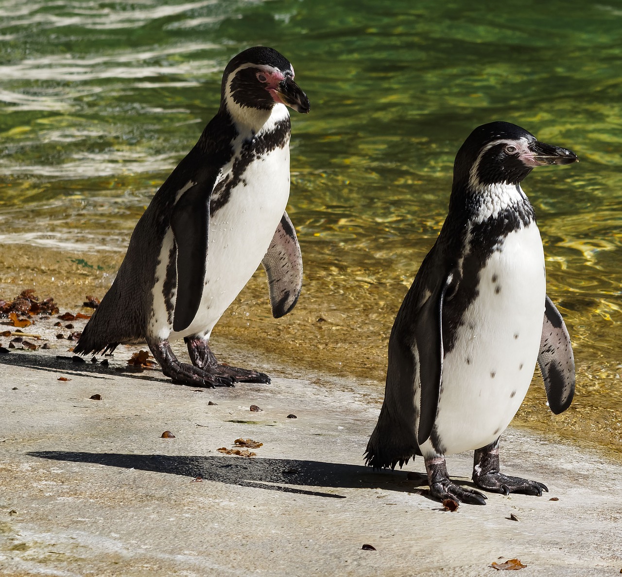 Image - penguin south africa aves animals