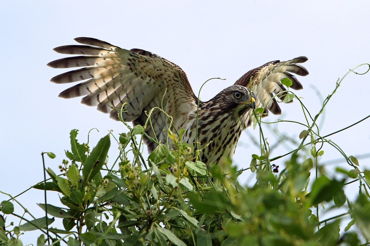 Image - red shouldered hawk perched branch