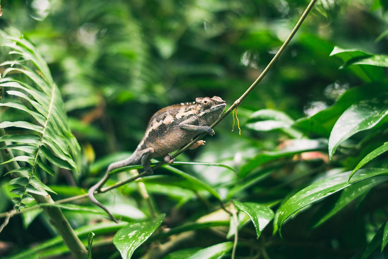 Image - animal animal photography chameleon