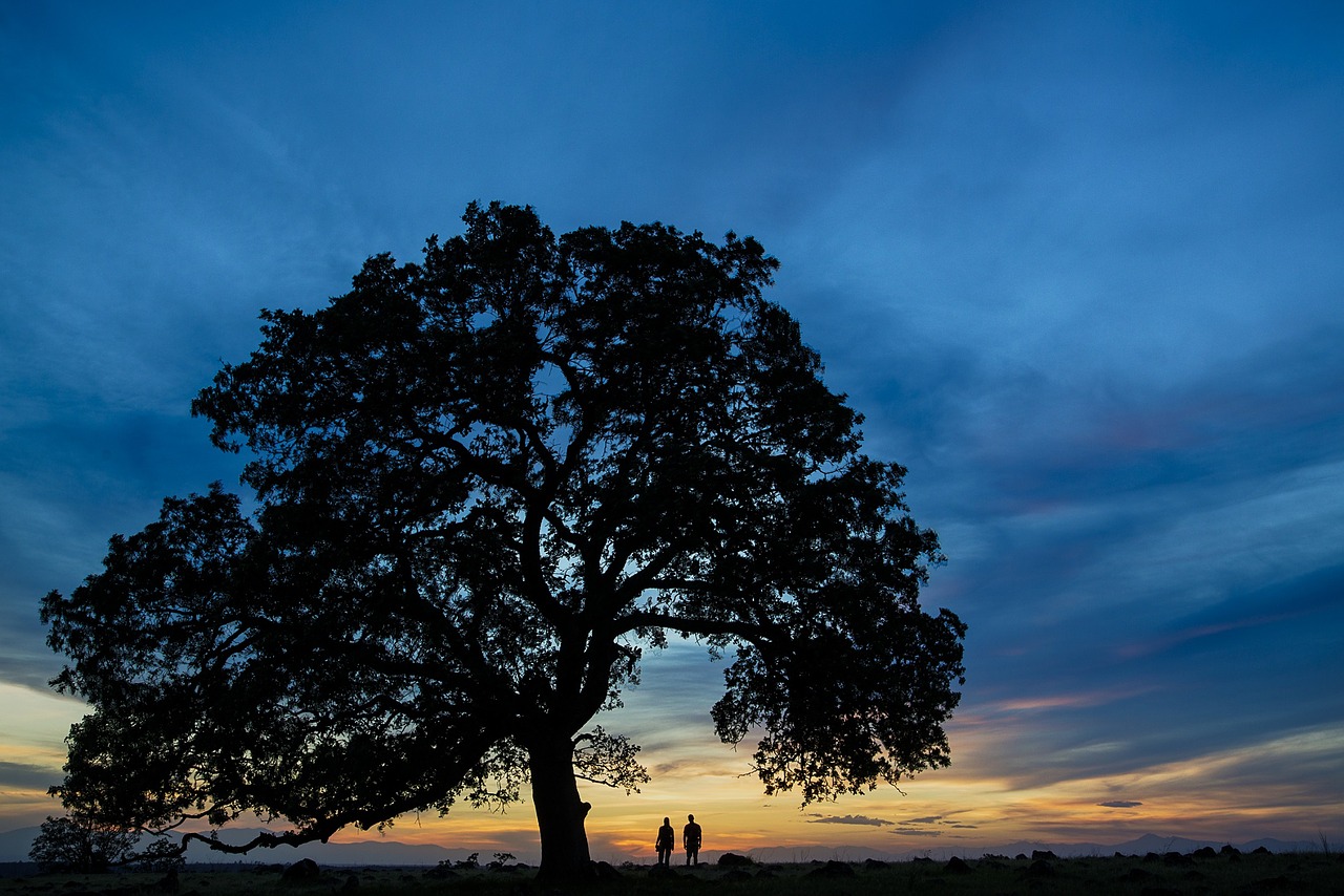 Image - tree people silhouettes sunset sky