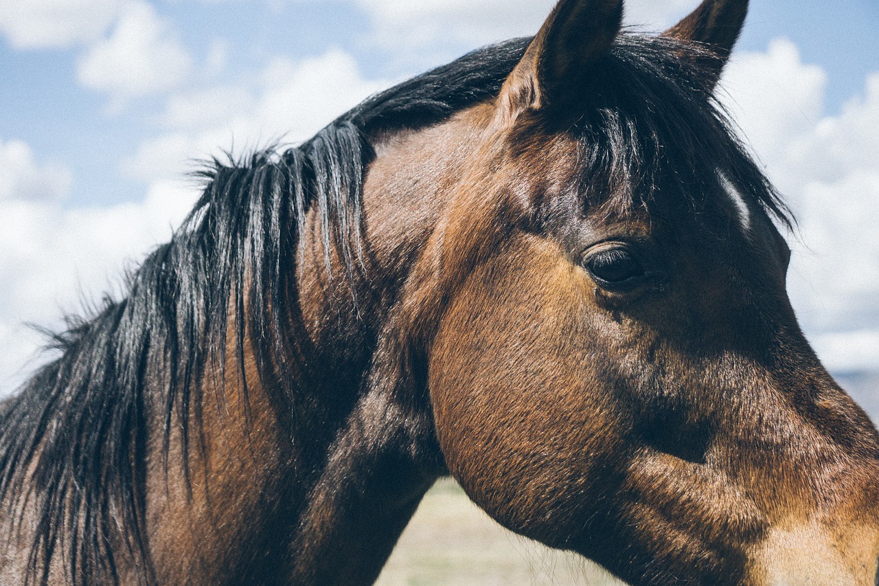 Image - animal close up horse macro sky