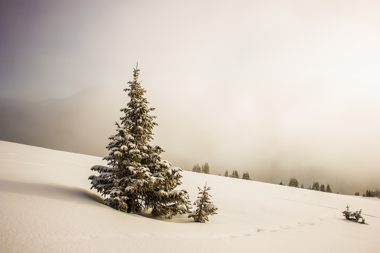 Image - cold snow trees white winter