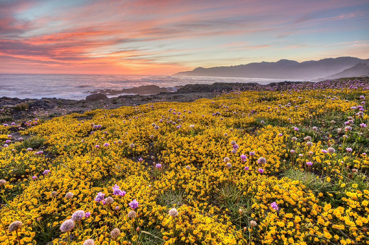 Image - wildflowers nature ocean sea