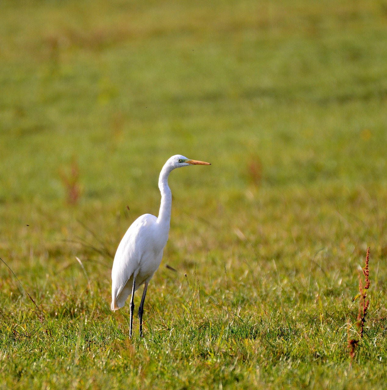 Image - egret nature bird luxembourg