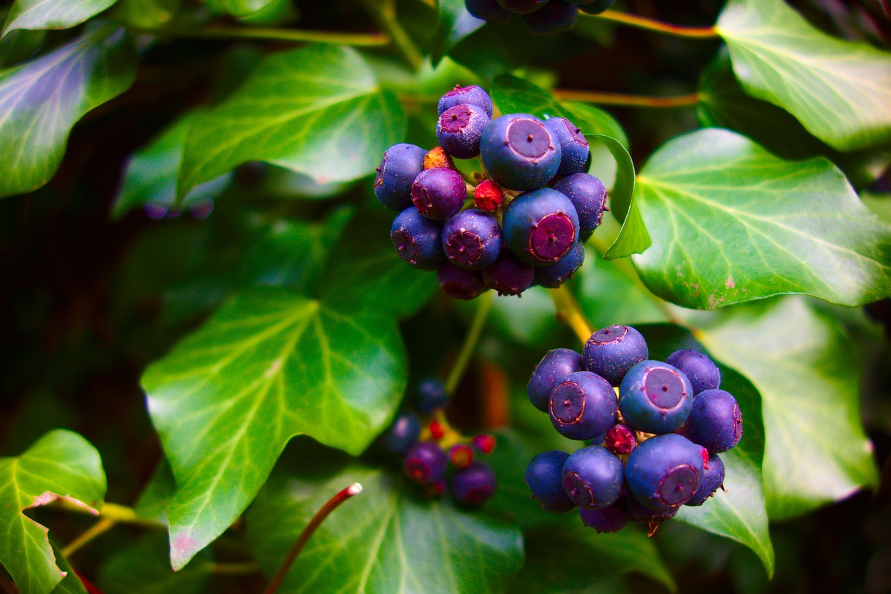 Image - fruit bush agriculture nature