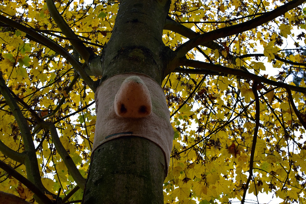 Image - funny nose art maple tree autumn