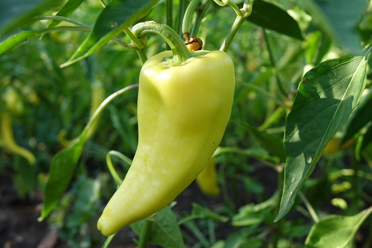 Image - green pepper garden organic