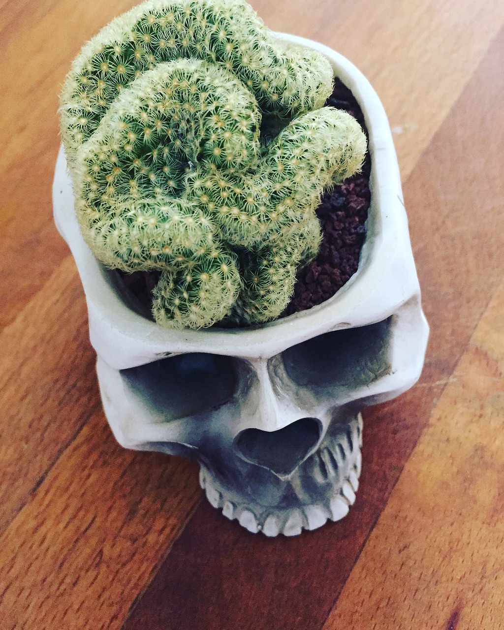 Image - brain cactus skull