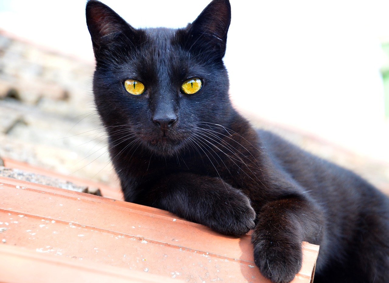Image - cat black kitty black cat feline