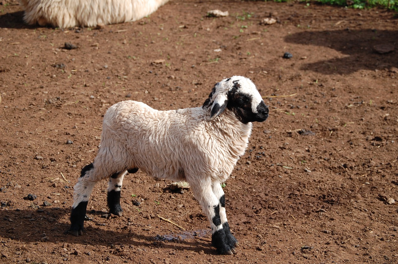 Image - nature sheep flock farm animals