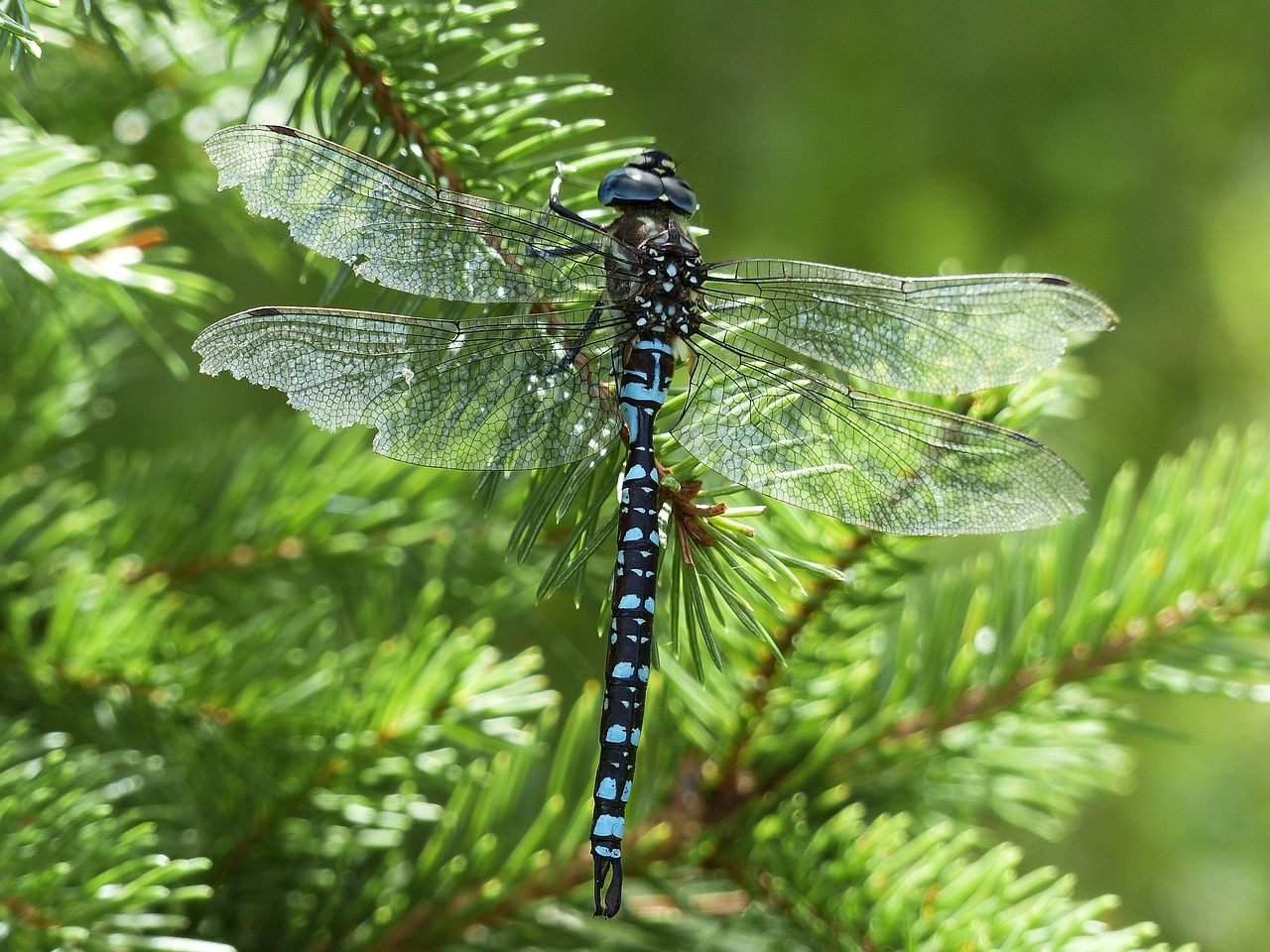 Image - dragonfly blue black brown insect