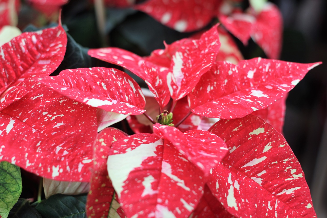 Image - poinsettia christmas flower