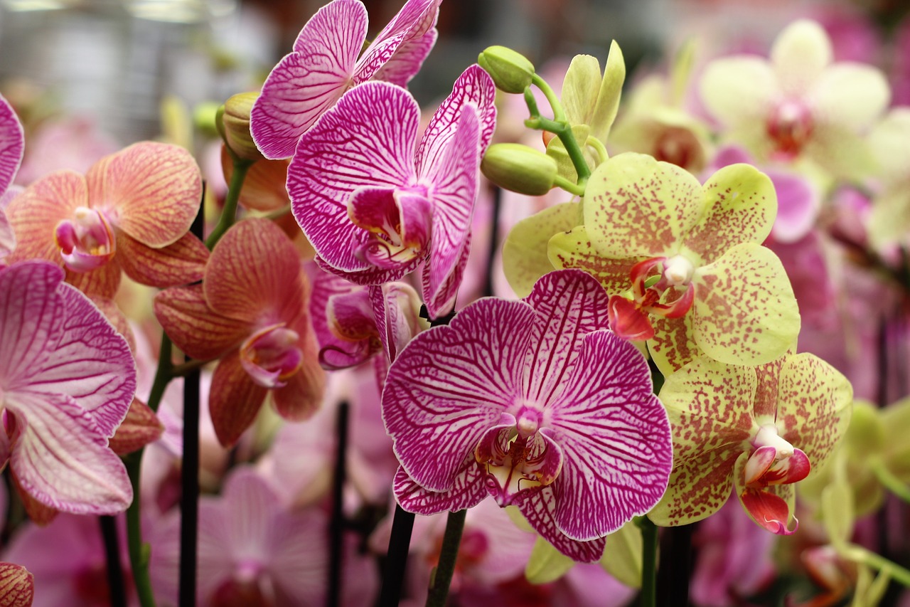 Image - orchid flower isolated decoration