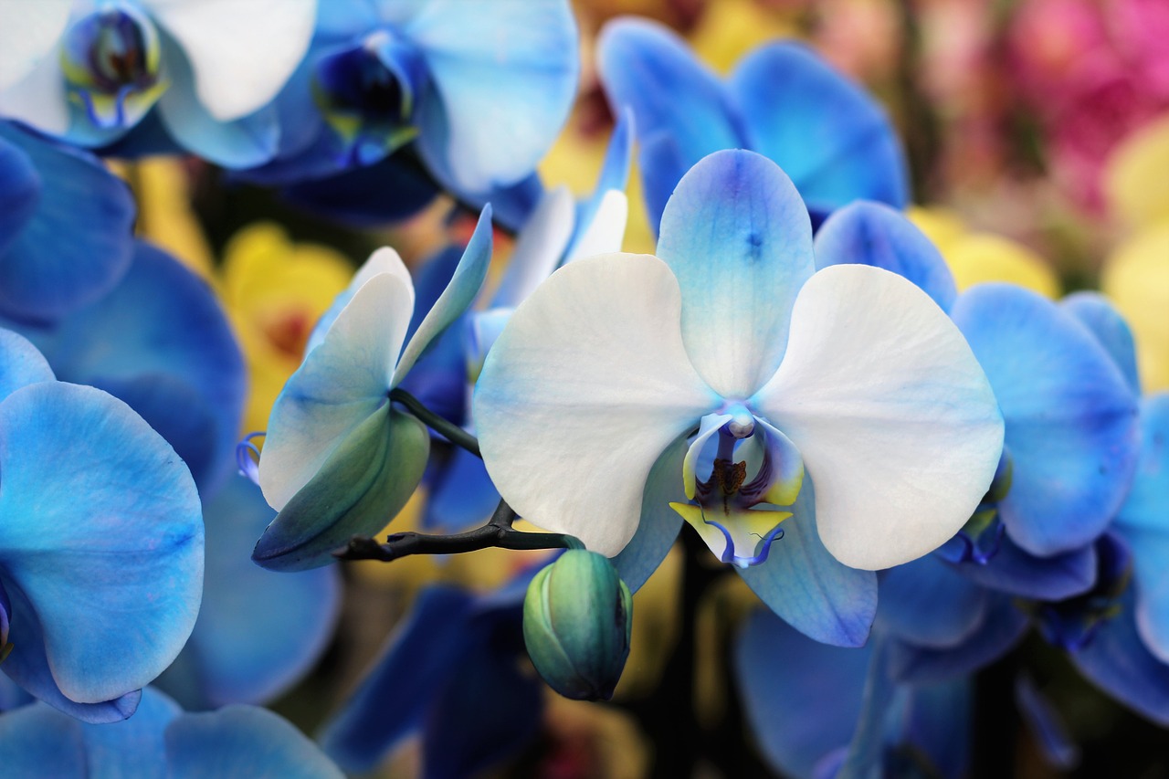 Image - orchid flower isolated decoration