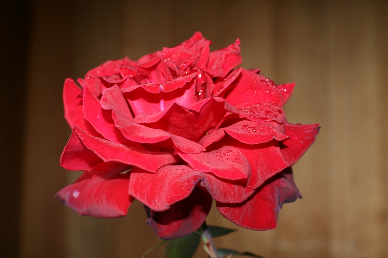 Image - rose flower garden bloom blue